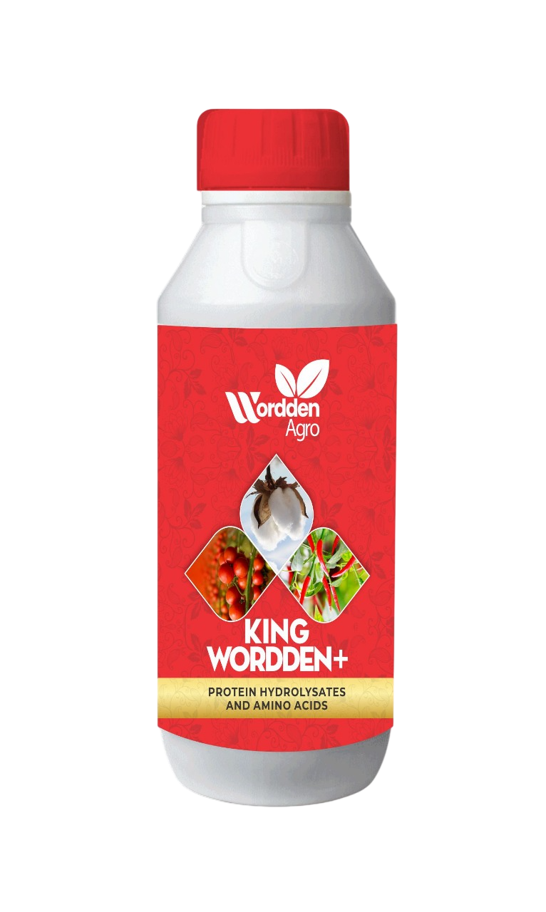 King Wordden +